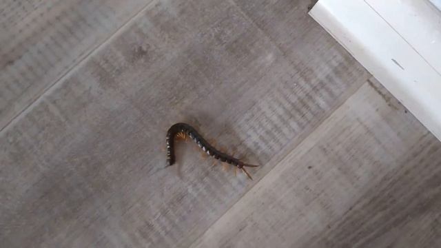 Мир Морских Обитателей