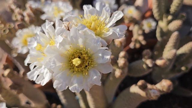 Pine Cone Cactus flowering for the first time in 4 years. Tecoma stans Orange Jubilee. смотреть онлайн