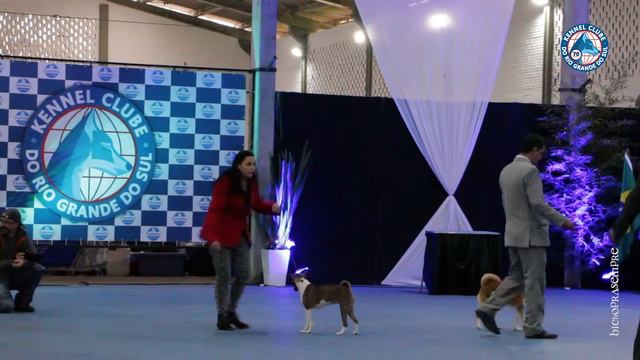 bichoprasempre ZORUA basenji KCRGS set15 смотреть онлайн