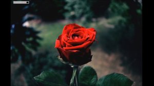 Chris Rotten - Where the Wild Roses Grow (Nick Cave Cover)