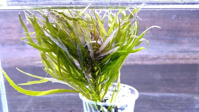 ПОГОСТЕМОН ШРИ ЛАНКА ( Pogostemon Sri Lanka ) смотреть онлайн