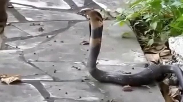 Кот против кобры Cat Vs  Cobra