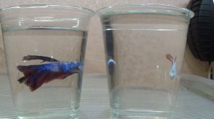 Разведение петушков и поднятие малька