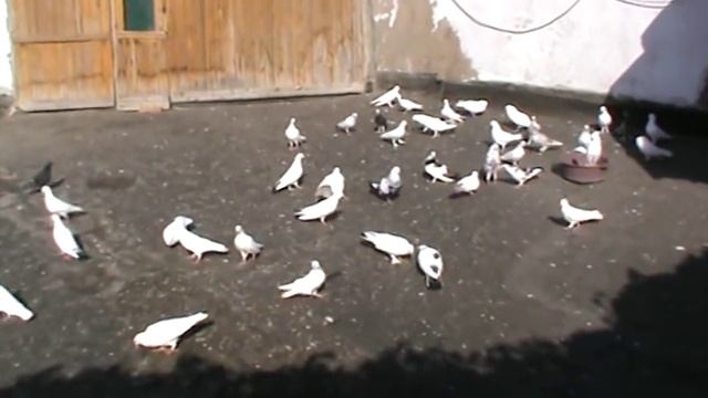 BAKU PIGEONS Бакинские голуби Салмана (ичери шехер). смотреть онлайн