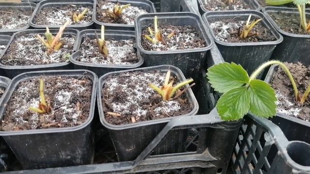 Не Бывает Плохой Клубники, Бывают Косые Руки // Ноябрь 2022 г // Клубника Без Химозы смотреть онлайн