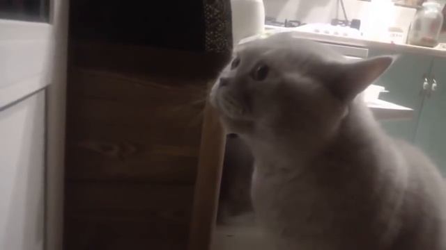 Кот кричит 