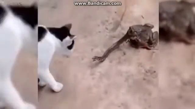 В МИРЕ ЖИВОТНЫХ - Семейство кошачьих. смотреть онлайн