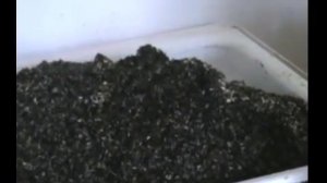 Выращивание. Белый степной гриб или королевская вешенка.