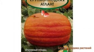 Тыква крупноплодная Атлант (atlant) ? тыква Атлант обзор: как сажать семена тыквы Атлант