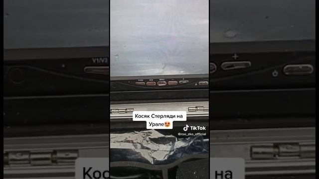 Стадо стерлядей снял на подводную камеру рыбак в Уральске смотреть онлайн