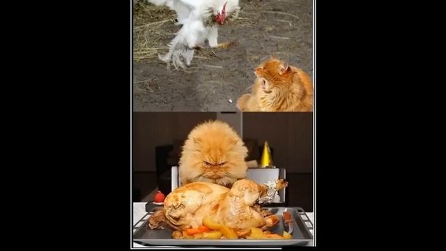 Лучшие демотиваторы с животными для отличного настроения ! смотреть онлайн