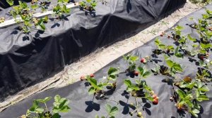 Урожай клубники Кабрилло спустя 50 дней после высадки.