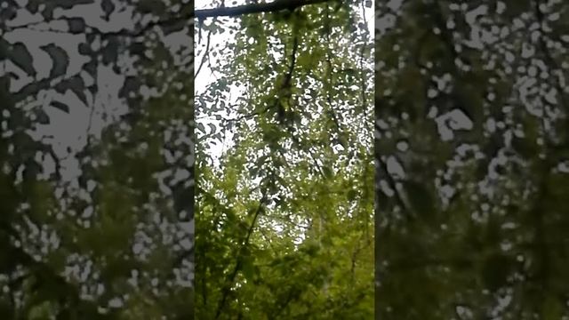 Белка поселилась в скворечнике. смотреть онлайн