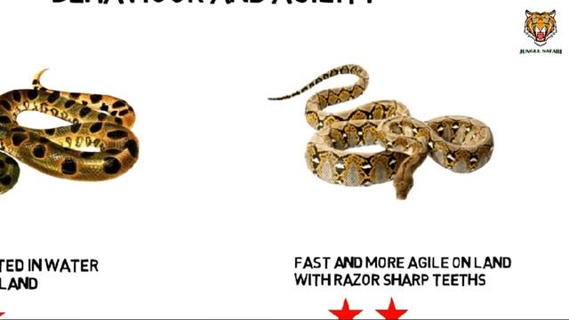 Green Anaconda VS Reticulated Python who will win || Jungle Safari смотреть онлайн
