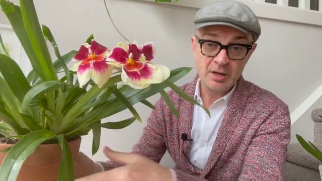 #CareCollab series: how to grow Miltoniopsis orchids смотреть онлайн