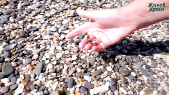 В Черном море тоже есть жемчуг смотреть онлайн