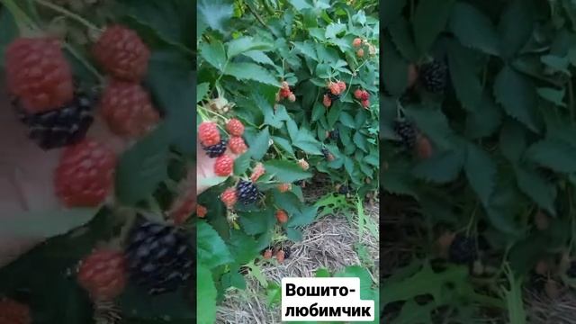 Ежевика Вошито - мой неизменный фаворит смотреть онлайн