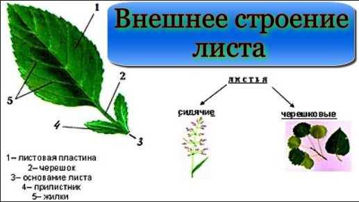 Строение и разнообразие листьев Внешнее строение листа смотреть онлайн