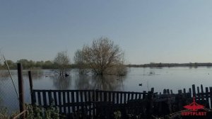 Чучела кряковой утки Softplast Alfa в работе | Весенняя охота на селезня 2023