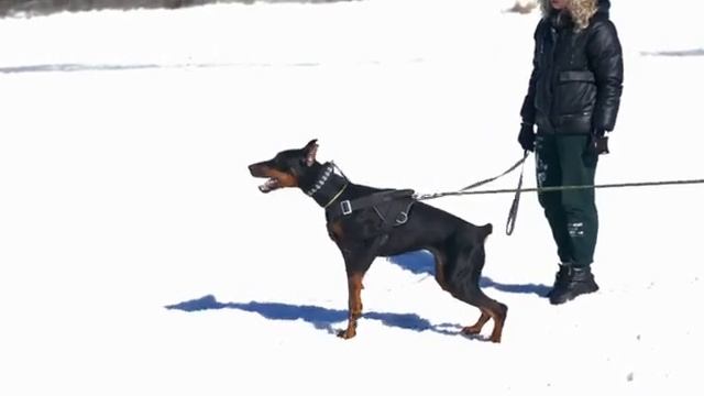 Тренировка. Защитный раздел (ЗКС) Доберман. Дрессировка собак. Уроки дрессировки собак. смотреть онлайн