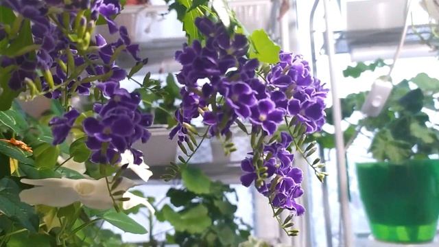 Дуранта (Duranta) цветёт.