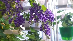 Дуранта (Duranta) цветёт.