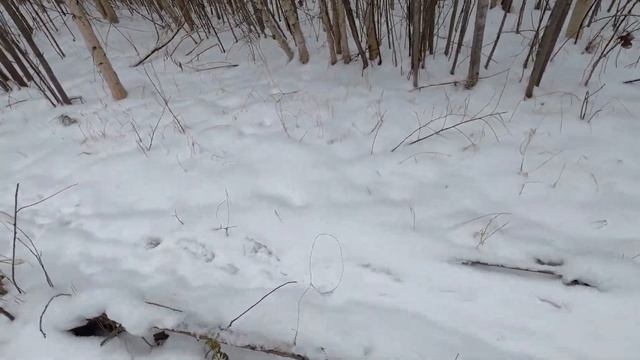 Нива по первому снегу! Ловим зайцев на петли! смотреть онлайн