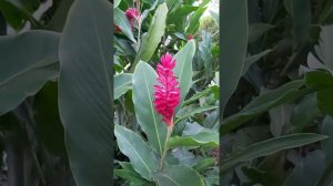 Alpinia Purpurata