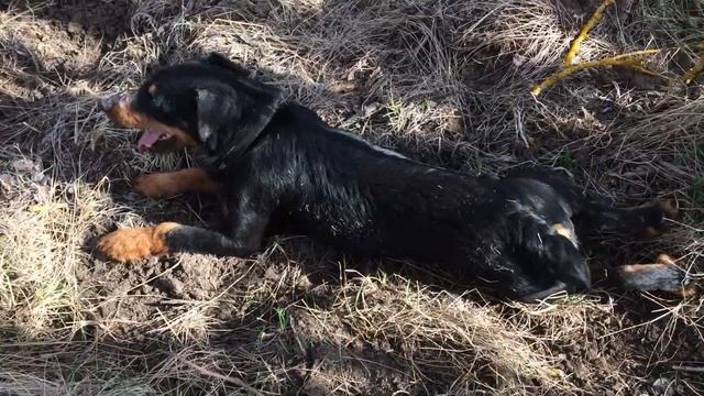 Какие бывают последствия встречи собаки с барсуком. смотреть онлайн