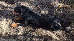 Какие бывают последствия встречи собаки с барсуком.