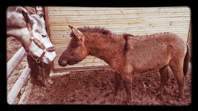 Лошадь и Осёл (Мул, зеброид или лошак?) Помесь пони и осла. смотреть онлайн
