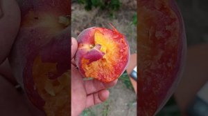 Персик Роял Глори (Royal Glory)