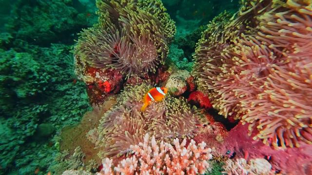 Подводные обитатели Красного моря - 4K смотреть онлайн