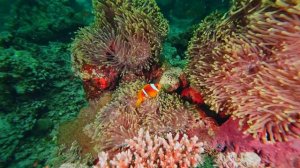 Подводные обитатели Красного моря - 4K