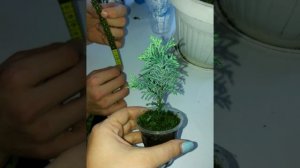 Успешный опыт укоренения черенков кипарисовика Элвуди