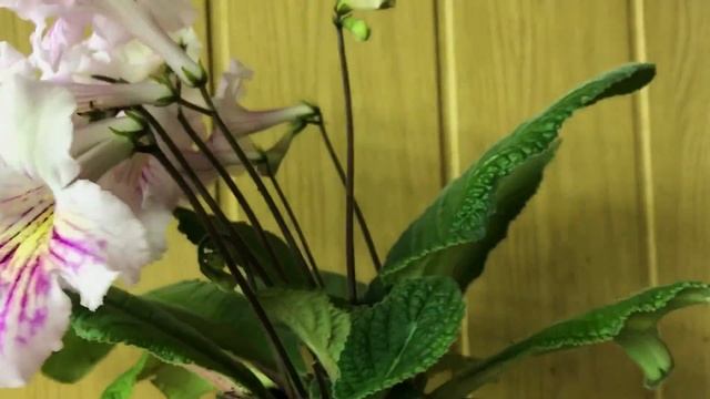 OD-Солнечное Сплетение смотреть онлайн