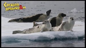 Deagostini СНЕЖНЫЕ ХИЩНИКИ и КО МАКСИ ГРЕНЛАНДСКИЙ ТЮЛЕНЬ #2 Деагостини распаковка Liska Show