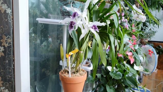 Laelia purpurata werkhauseri описание и уход. смотреть онлайн
