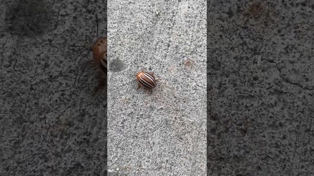 Leptinotarsa decemlineata: precioso escarabajo pero muy dañino en el huerto y peor aún para papas смотреть онлайн