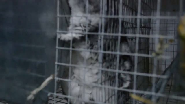 Бизнес идея Разведение шиншилл на мех смотреть онлайн