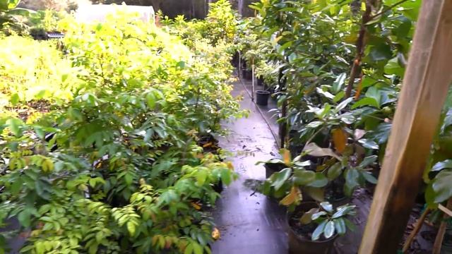 Fall 2021 Nursery Update @ Sandhill Farm! смотреть онлайн