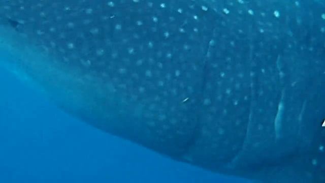 Китовая акула ест океан / Whale shark eats the ocean смотреть онлайн