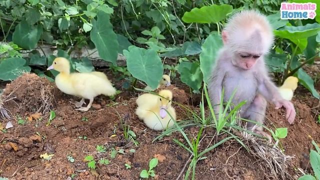 Baby monkey helps dad take care of ducks смотреть онлайн