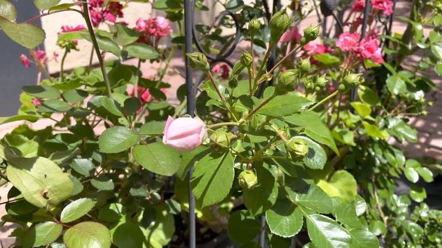 Arborose Jasmina Climbing Rose First Spring Bloom смотреть онлайн