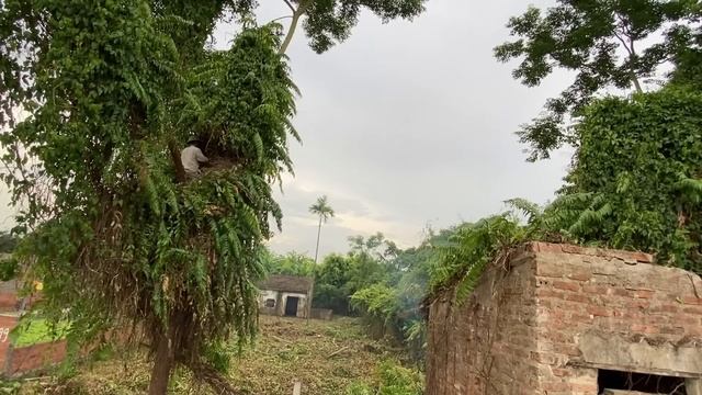 Terrified to clean up the weeds that covered the abandoned house | Clean up house free смотреть онлайн