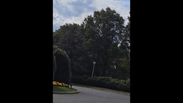 #голуби Ястреб атаковал , но голуби справились! #сша