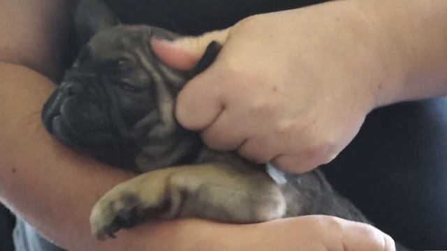 Frrench bulldog tutorial toenail clipping and ear cleaning смотреть онлайн