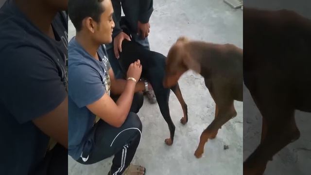 Doberman mating. Dog Mating Video. Animal Mating. смотреть онлайн