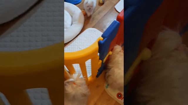 Мальтезе. #мальтеземини #мальтийскаяболонкащенки #минимальтезе # смотреть онлайн