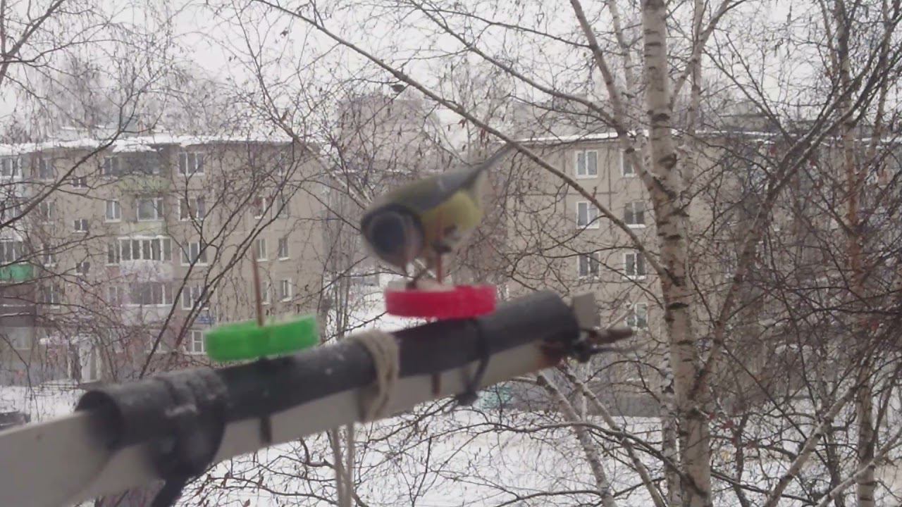 Лазоревка на кормушке смотреть онлайн